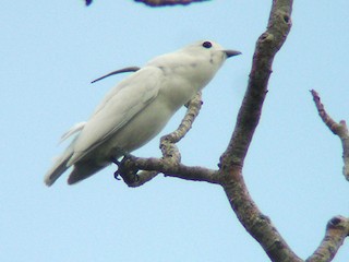  - Snowy Cotinga