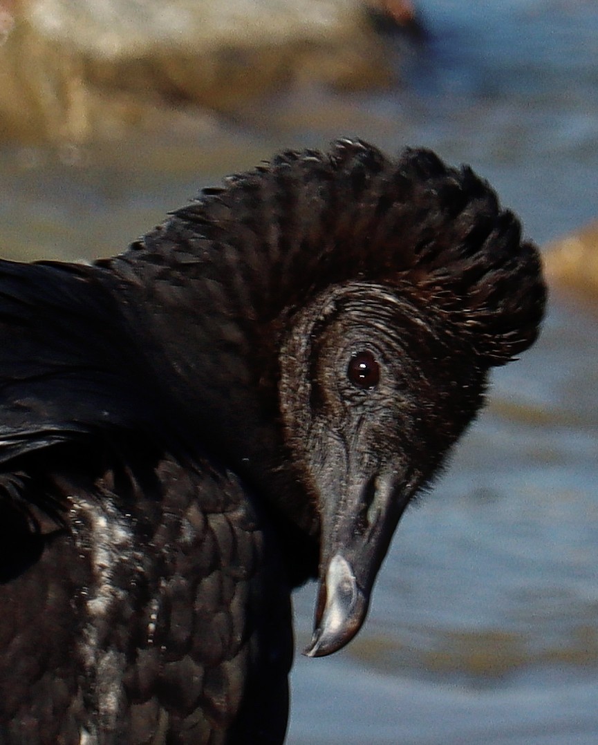 Black Vulture - ML499162861