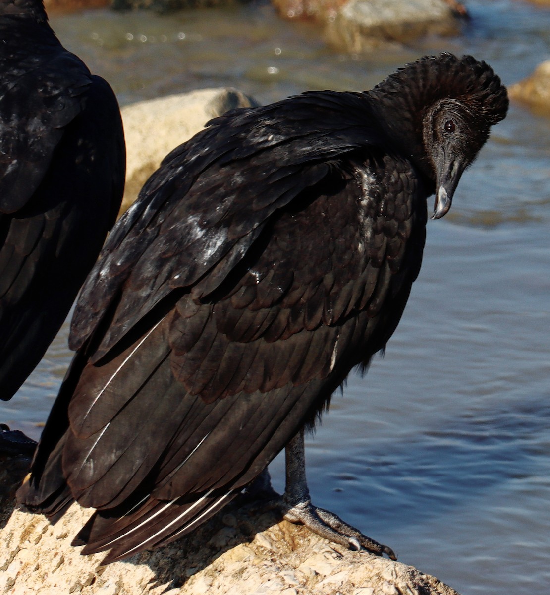 Black Vulture - ML499162871