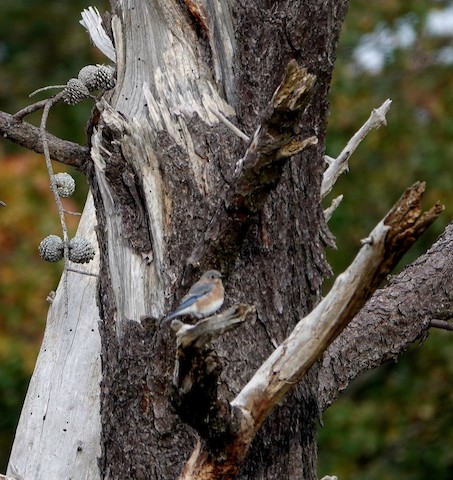 Eastern Bluebird - Kathleen Horn