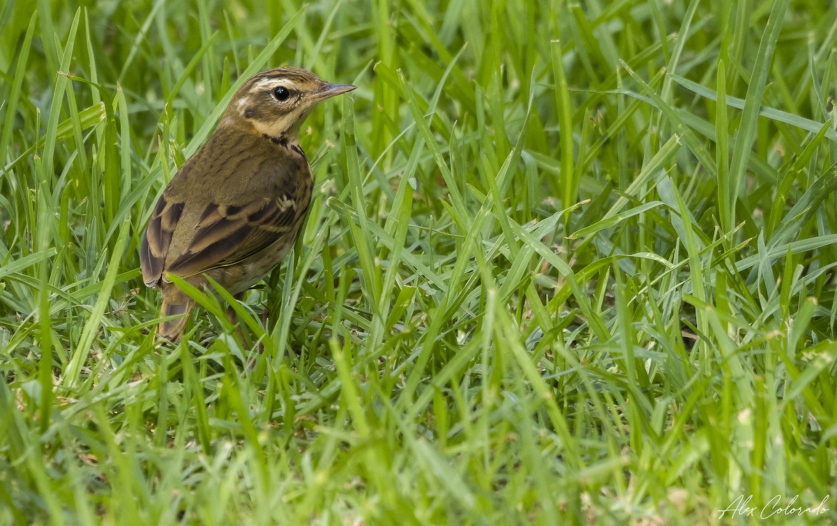 Olive-backed Pipit - ML499172441