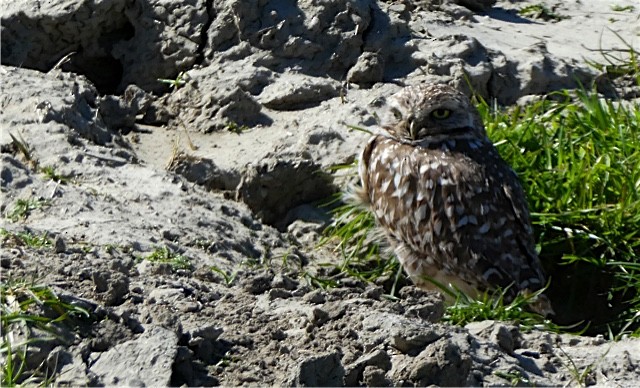 Burrowing Owl - ML49918281