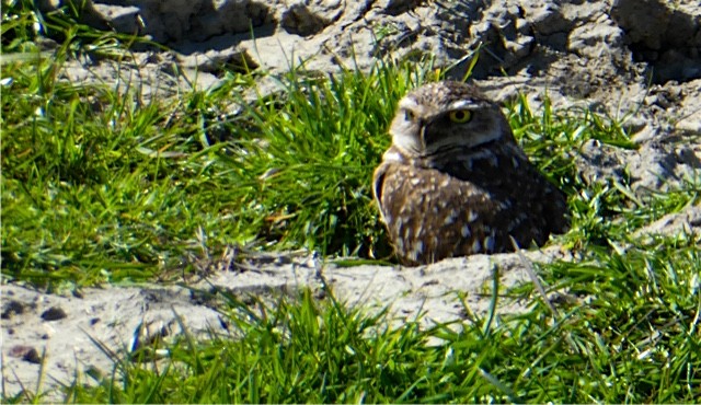 Burrowing Owl - ML49918301
