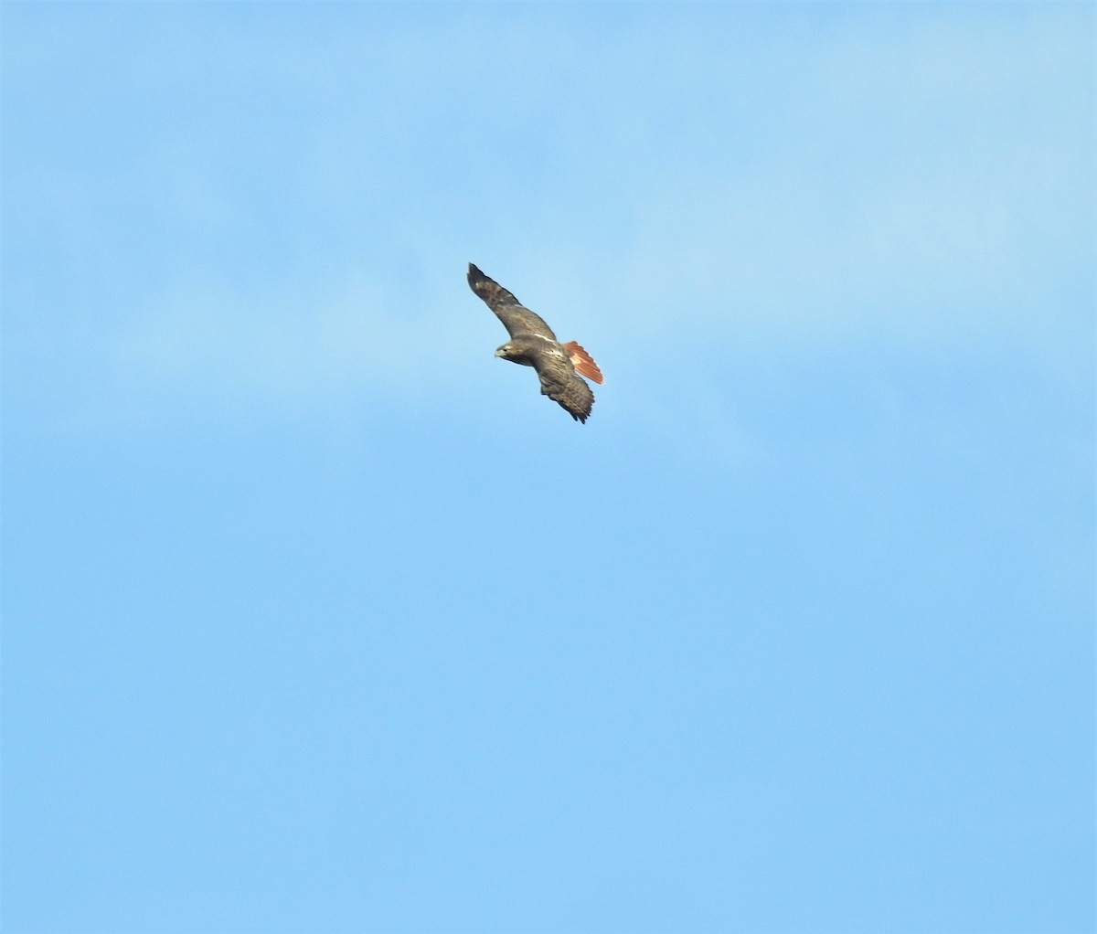 Red-tailed Hawk - ML499191441