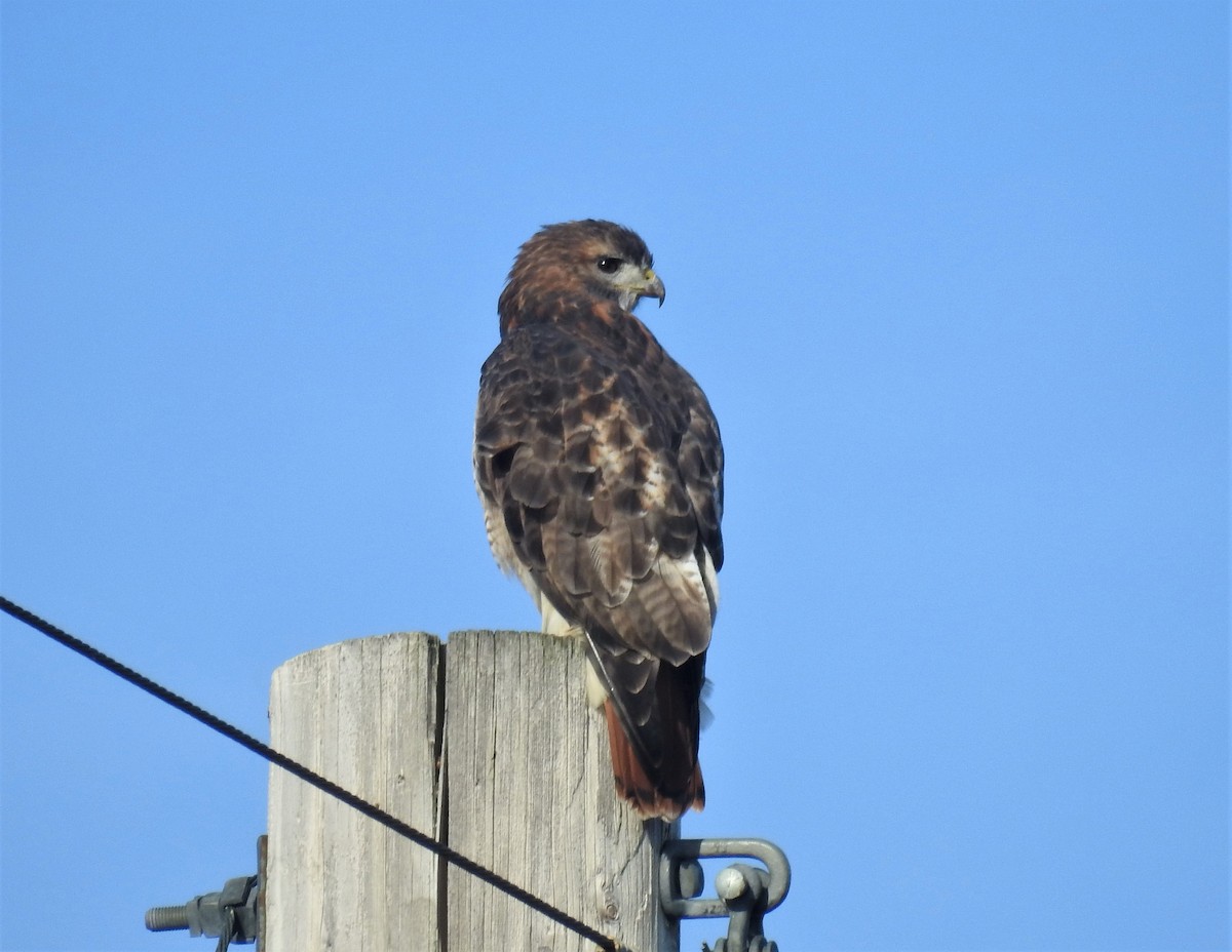 Red-tailed Hawk - ML499191451