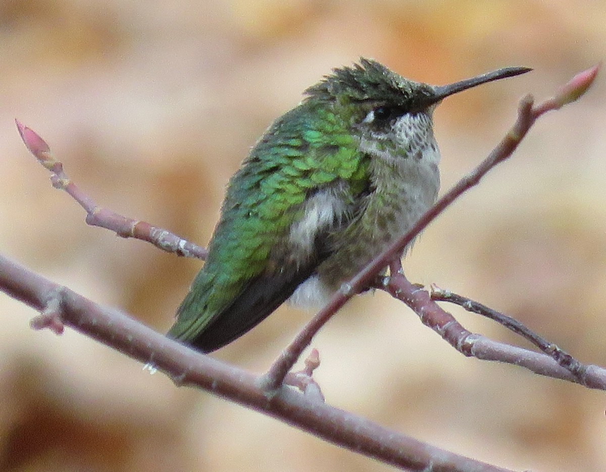 Ruby-throated Hummingbird - ML499194351