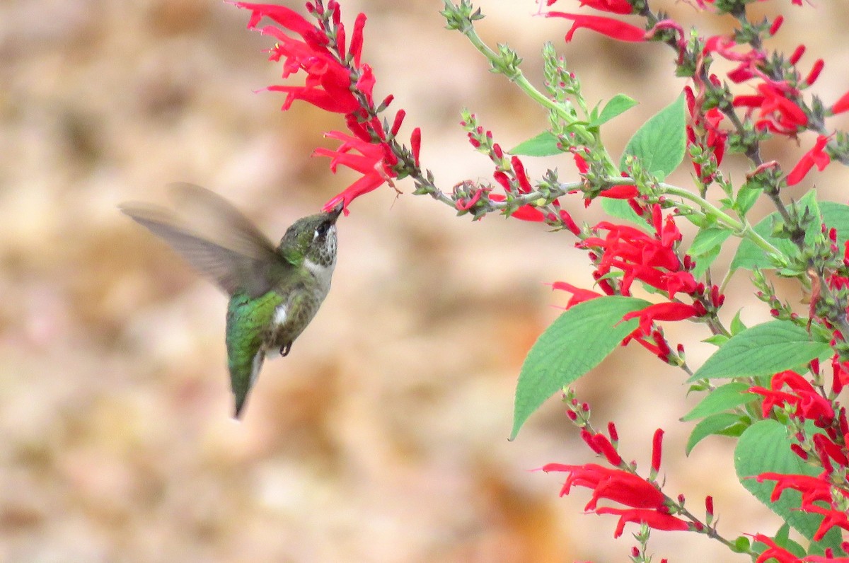 Ruby-throated Hummingbird - ML499194361