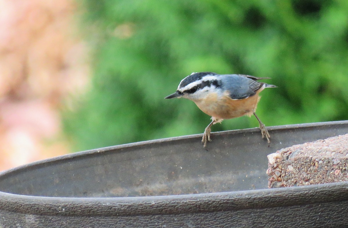 Red-breasted Nuthatch - Amy Didion
