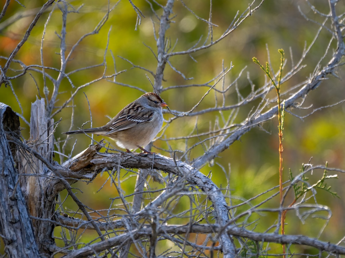 White-crowned Sparrow (Dark-lored) - ML499199891