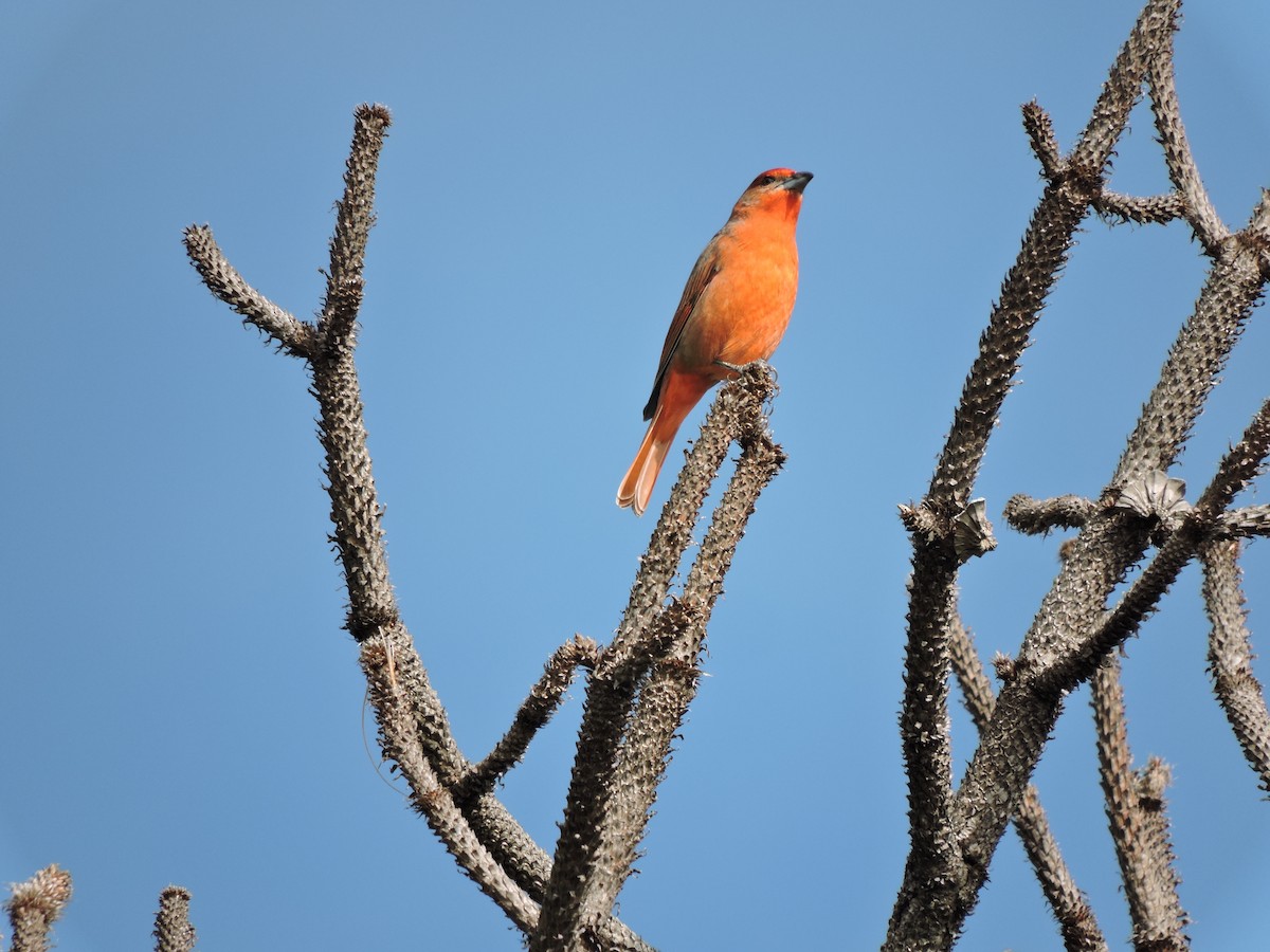 Hepatic Tanager - ML499203181