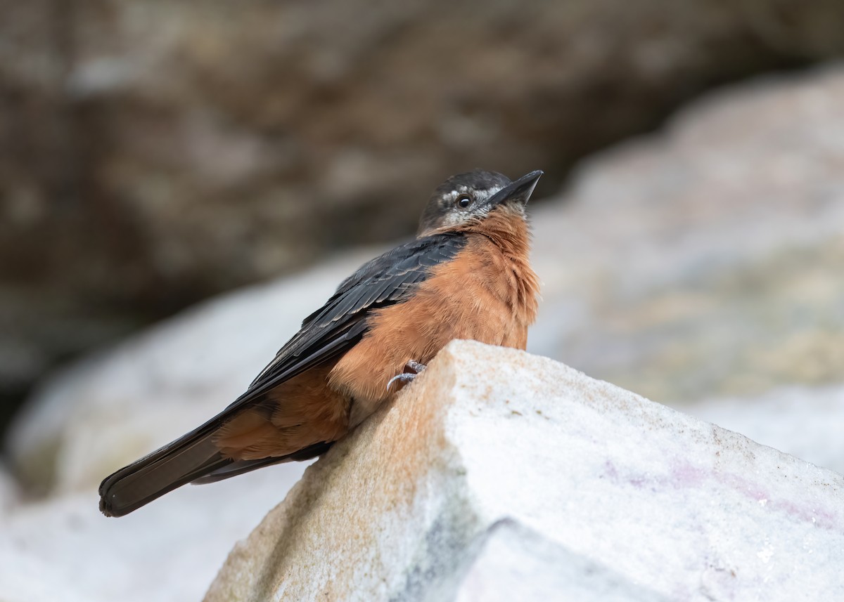 Cliff Flycatcher - Andre Moncrieff