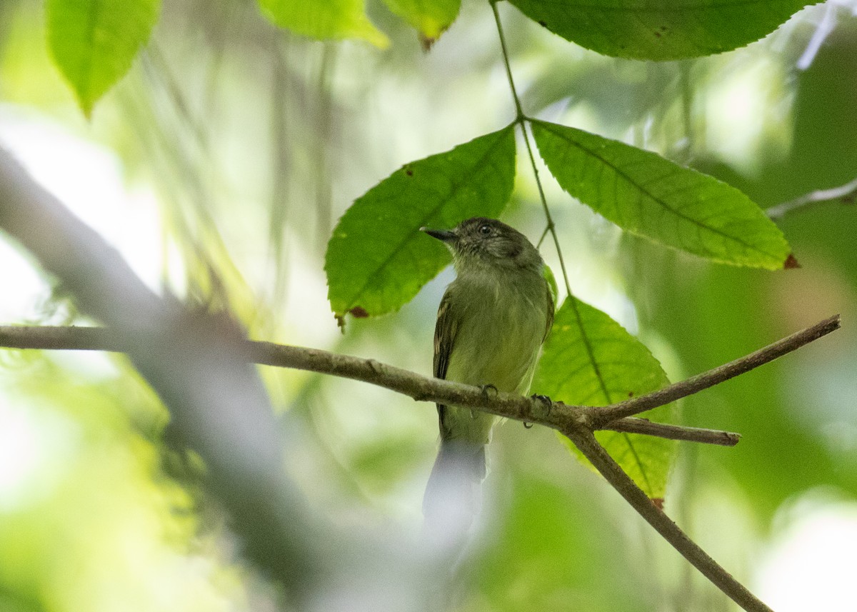 Sepia-capped Flycatcher - Andre Moncrieff