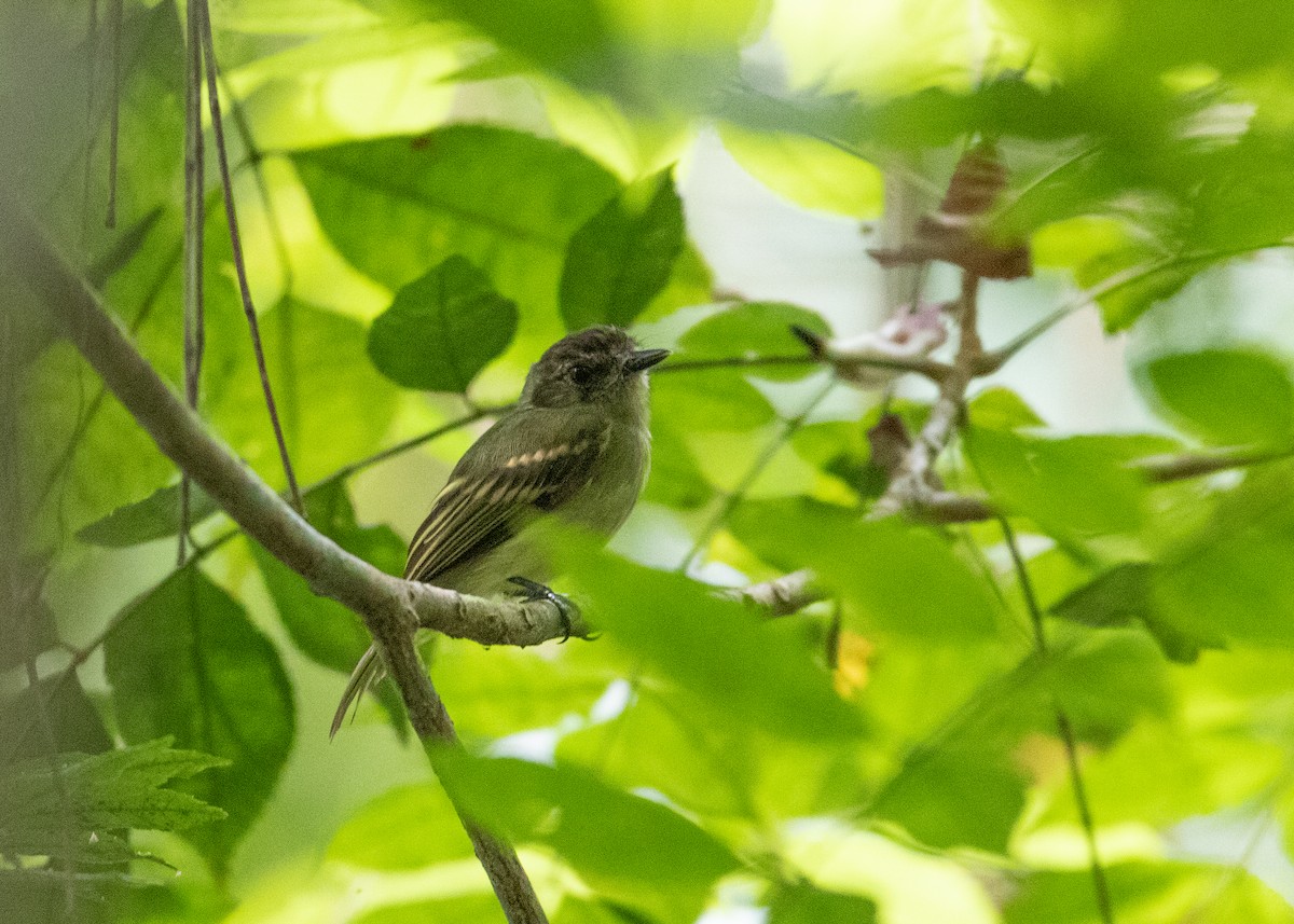 Sepia-capped Flycatcher - ML499204571