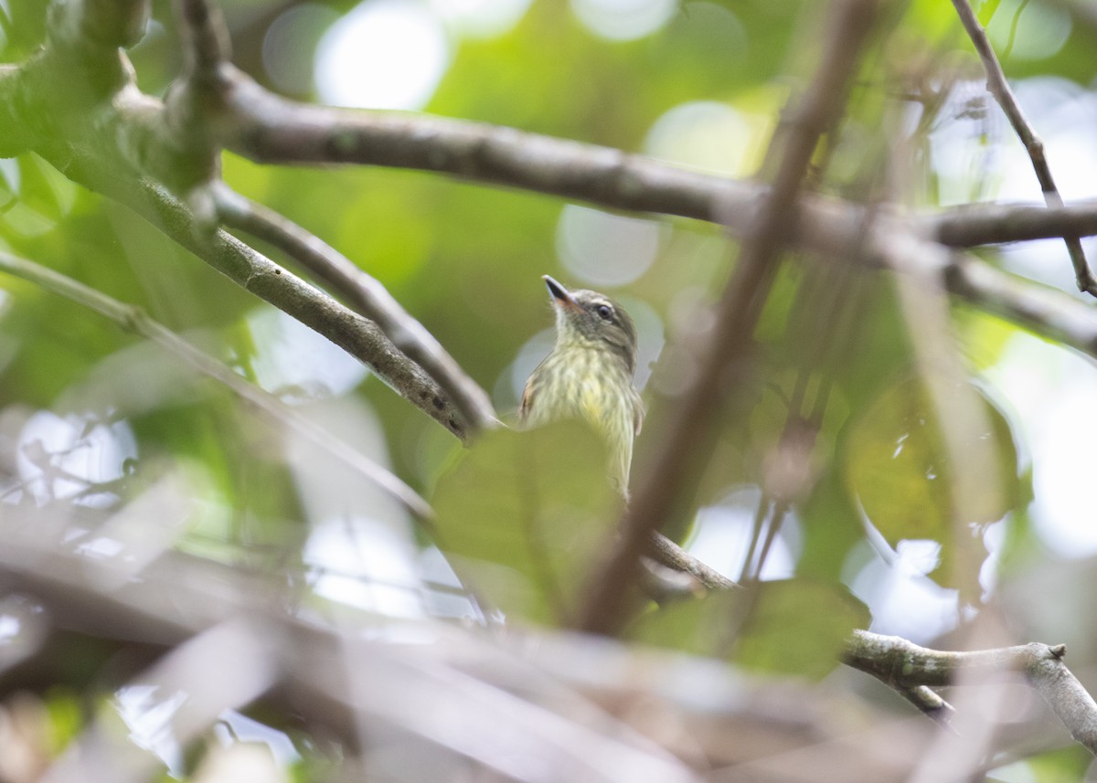 Rufous-tailed Flatbill - Andre Moncrieff