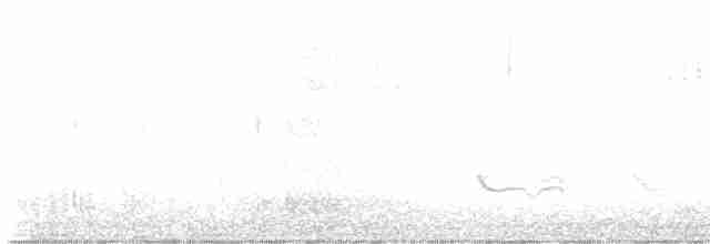 Doğulu Mavi Ardıç - ML499206311