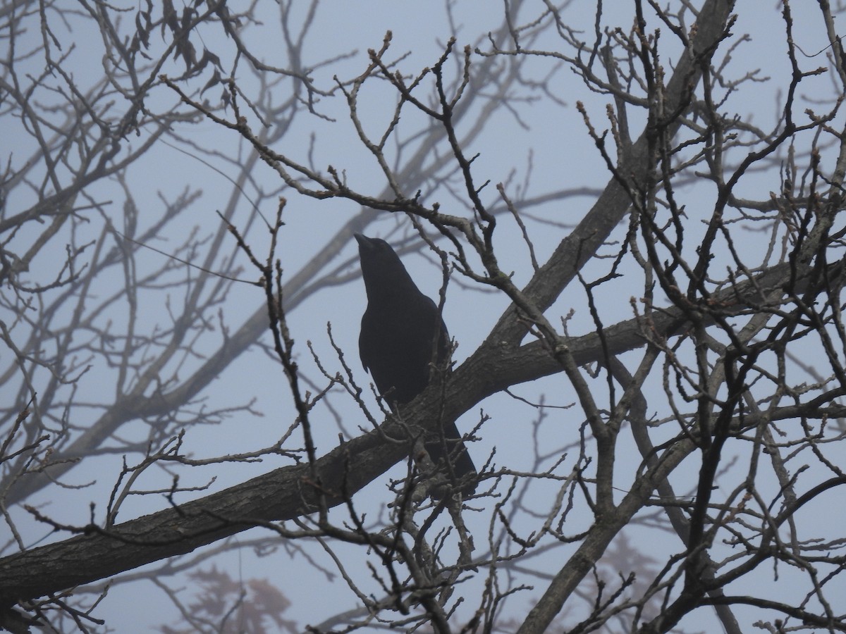 American Crow - ML499207911