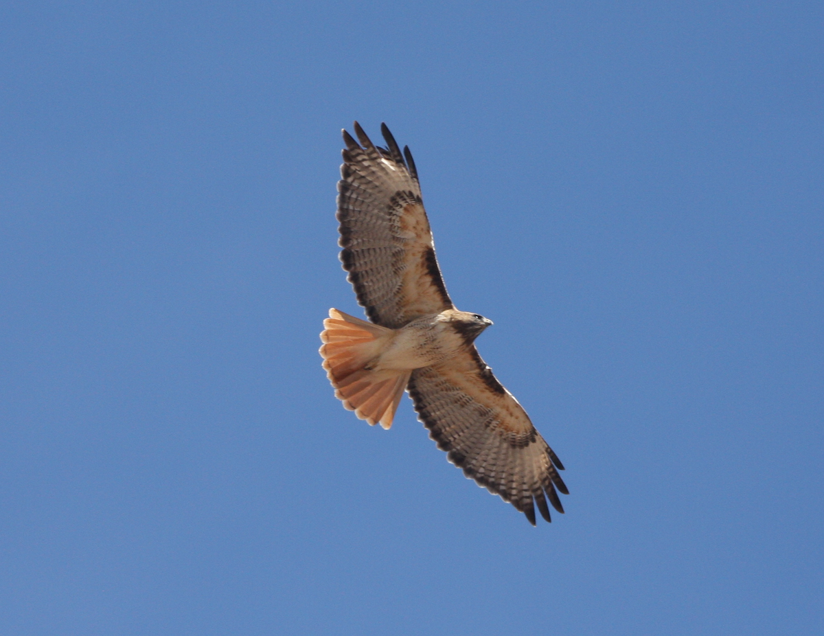 Red-tailed Hawk - James Loy