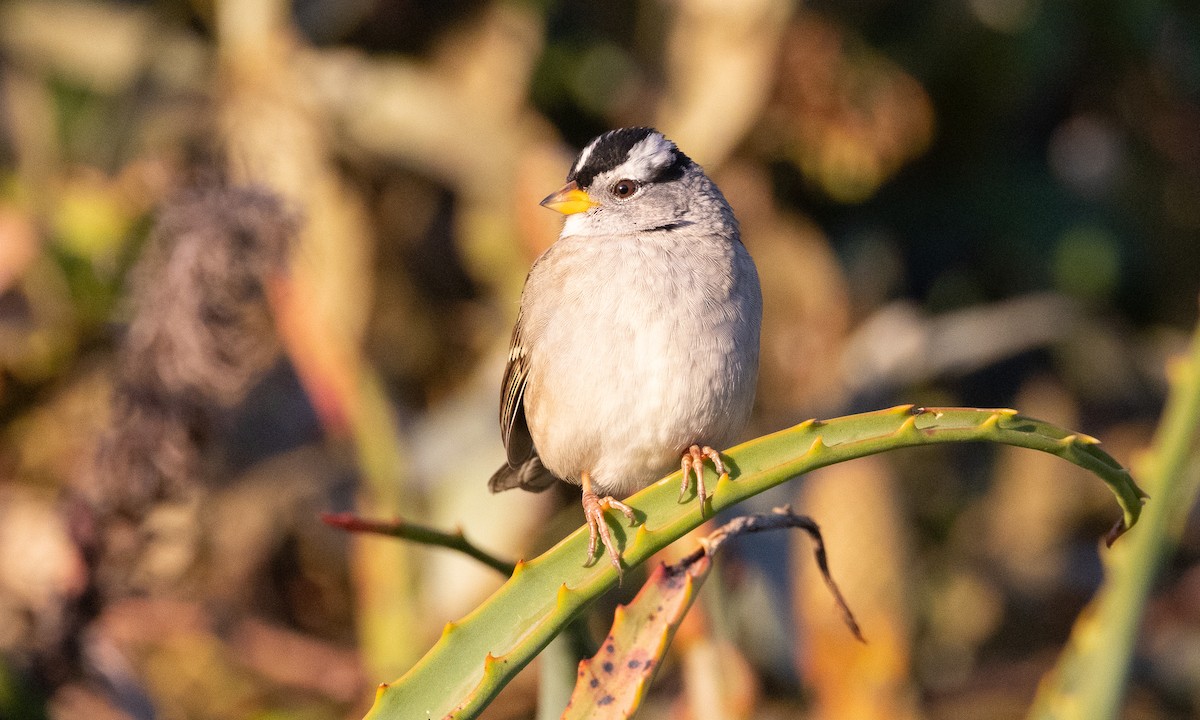 White-crowned Sparrow (pugetensis) - ML499210841
