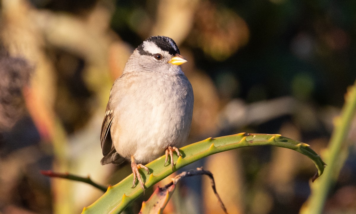 White-crowned Sparrow (pugetensis) - ML499210881