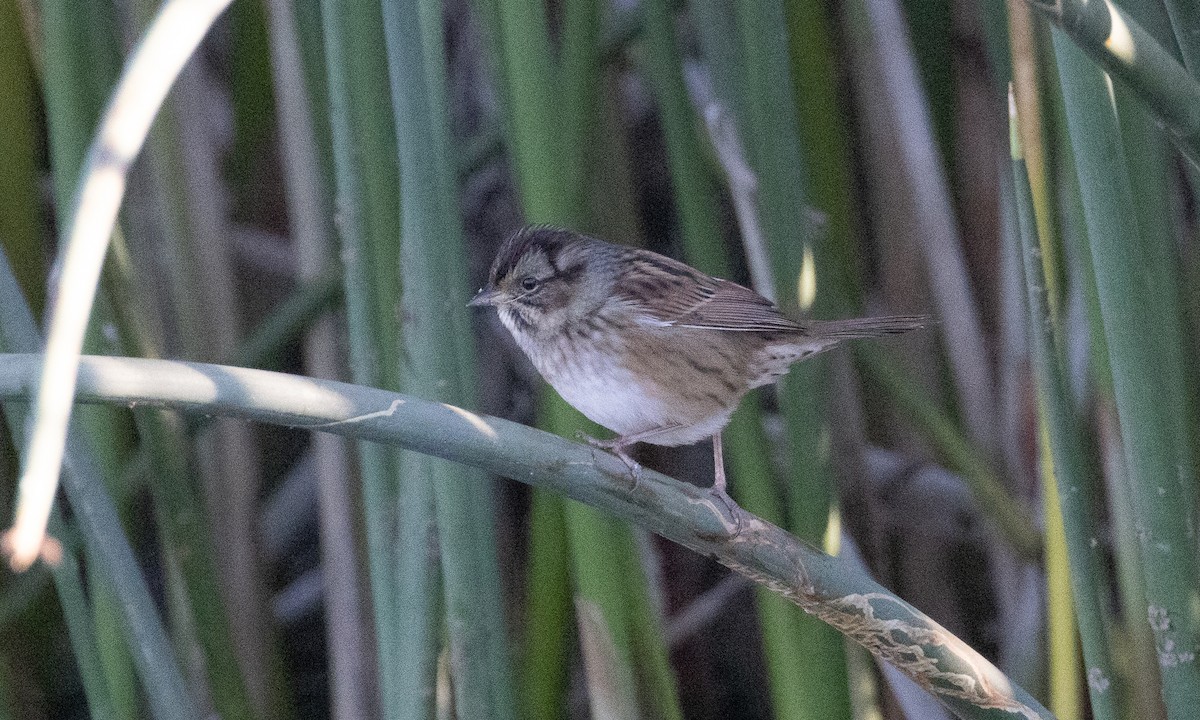 Swamp Sparrow - ML499211721
