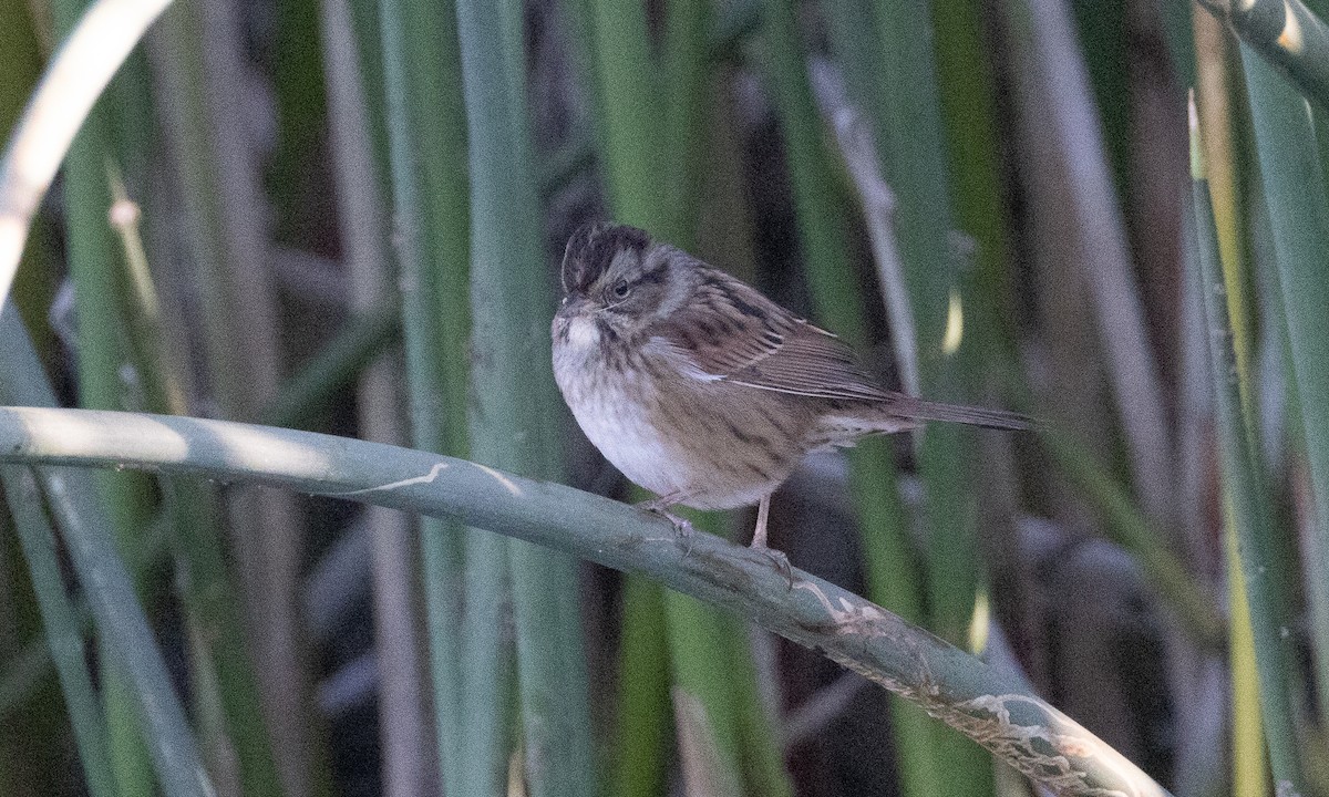 Swamp Sparrow - ML499211731