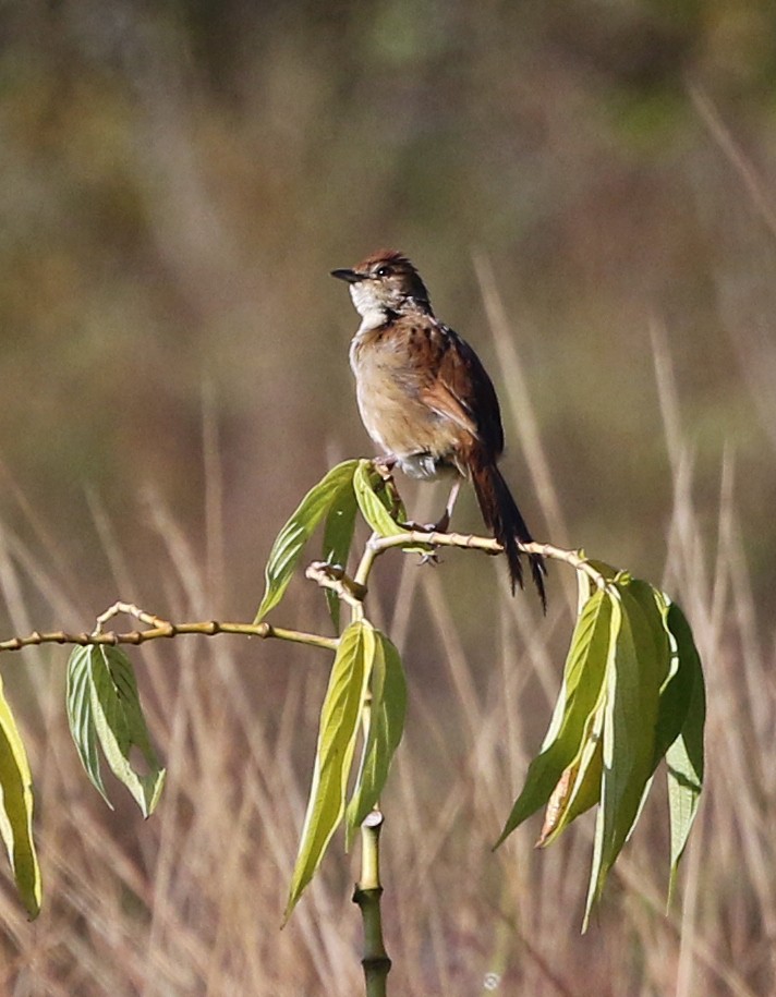 Papuan Grassbird - ML499214161