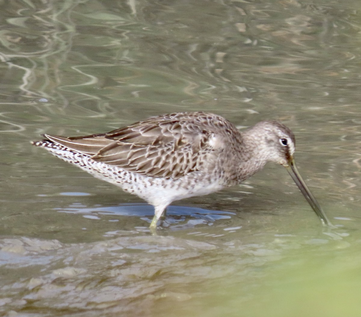 Long-billed Dowitcher - ML499221051
