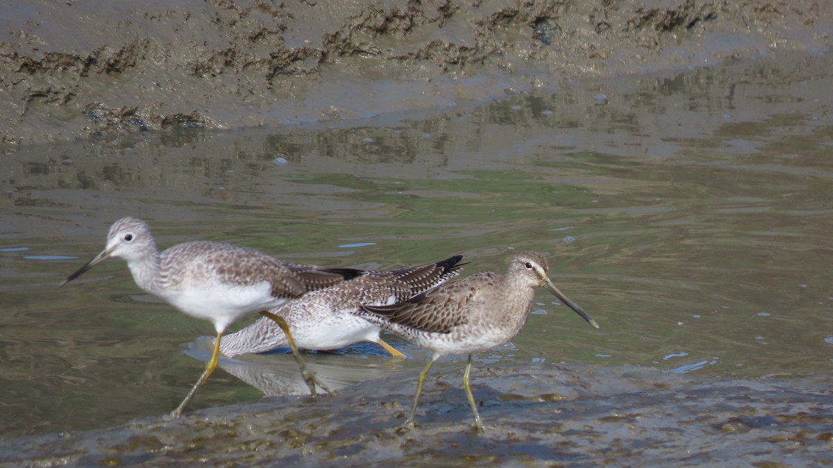 Long-billed Dowitcher - ML499221161