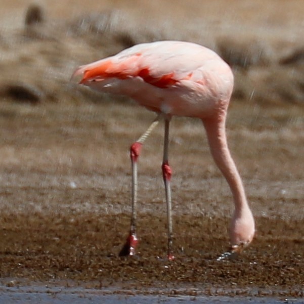Chilean Flamingo - Tom Lewis