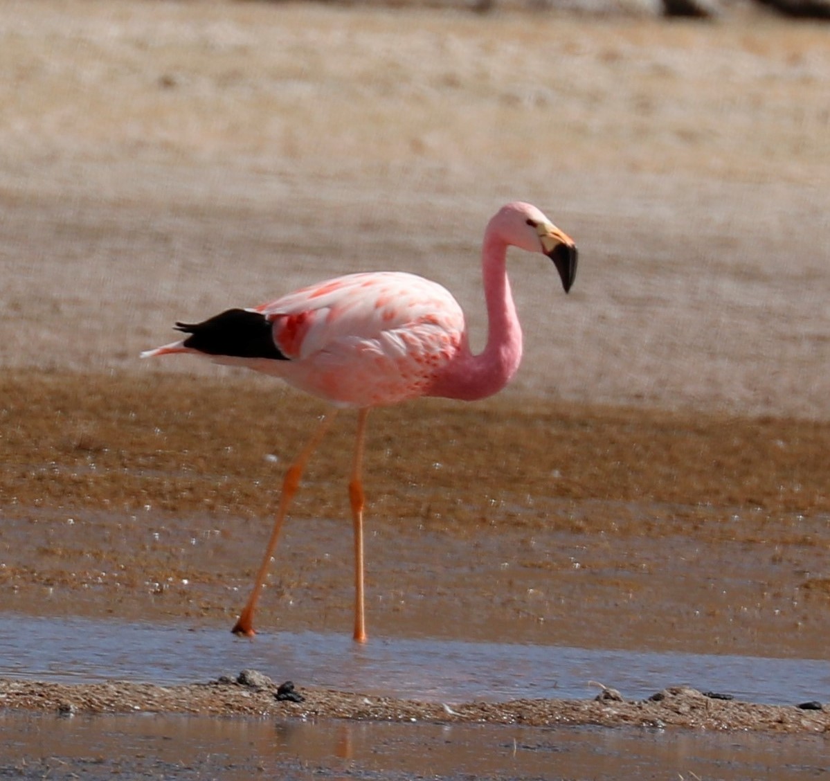Andean Flamingo - ML499222701