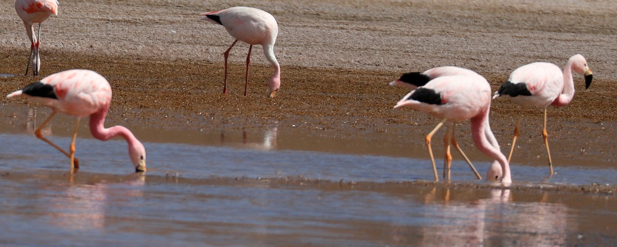 Andean Flamingo - ML499222721
