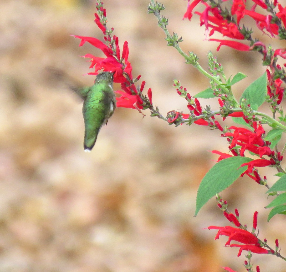 Ruby-throated Hummingbird - ML499225191
