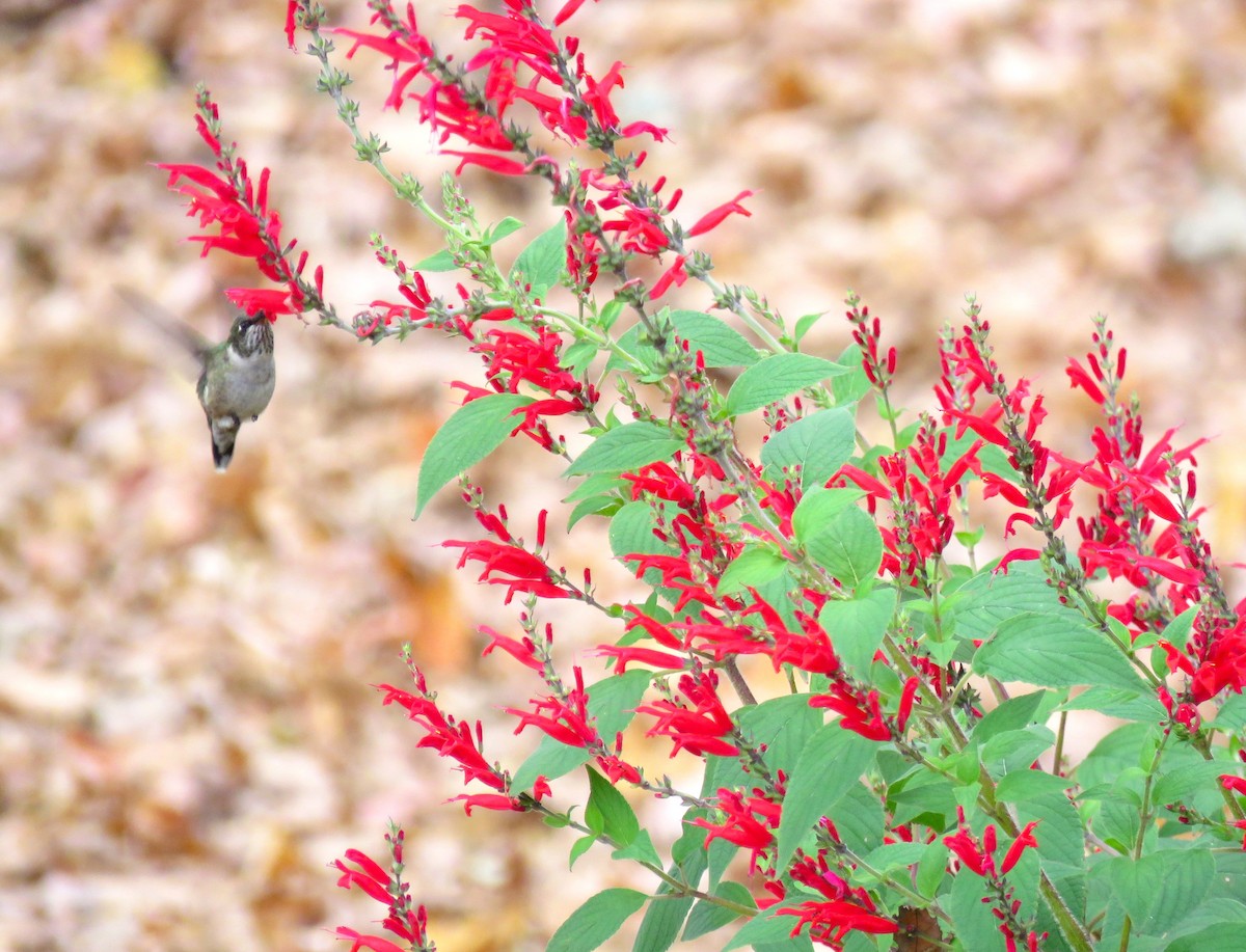 Ruby-throated Hummingbird - Amy Didion