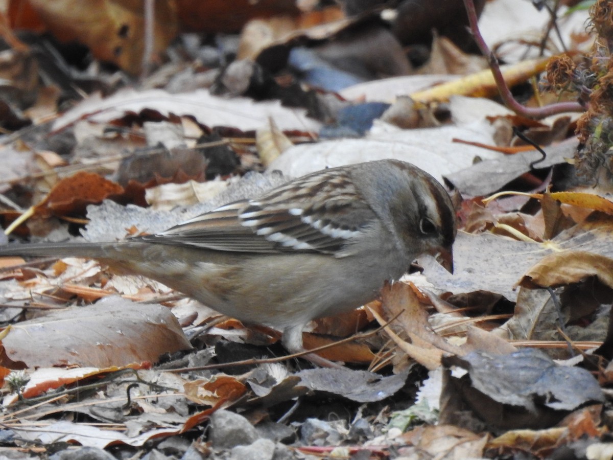 White-crowned Sparrow - ML499228541