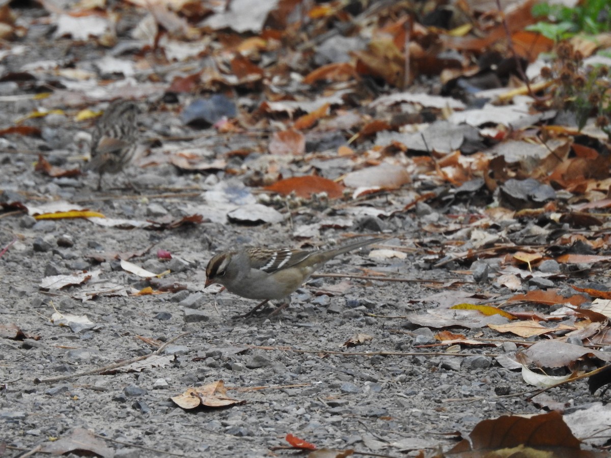 White-crowned Sparrow - ML499228551