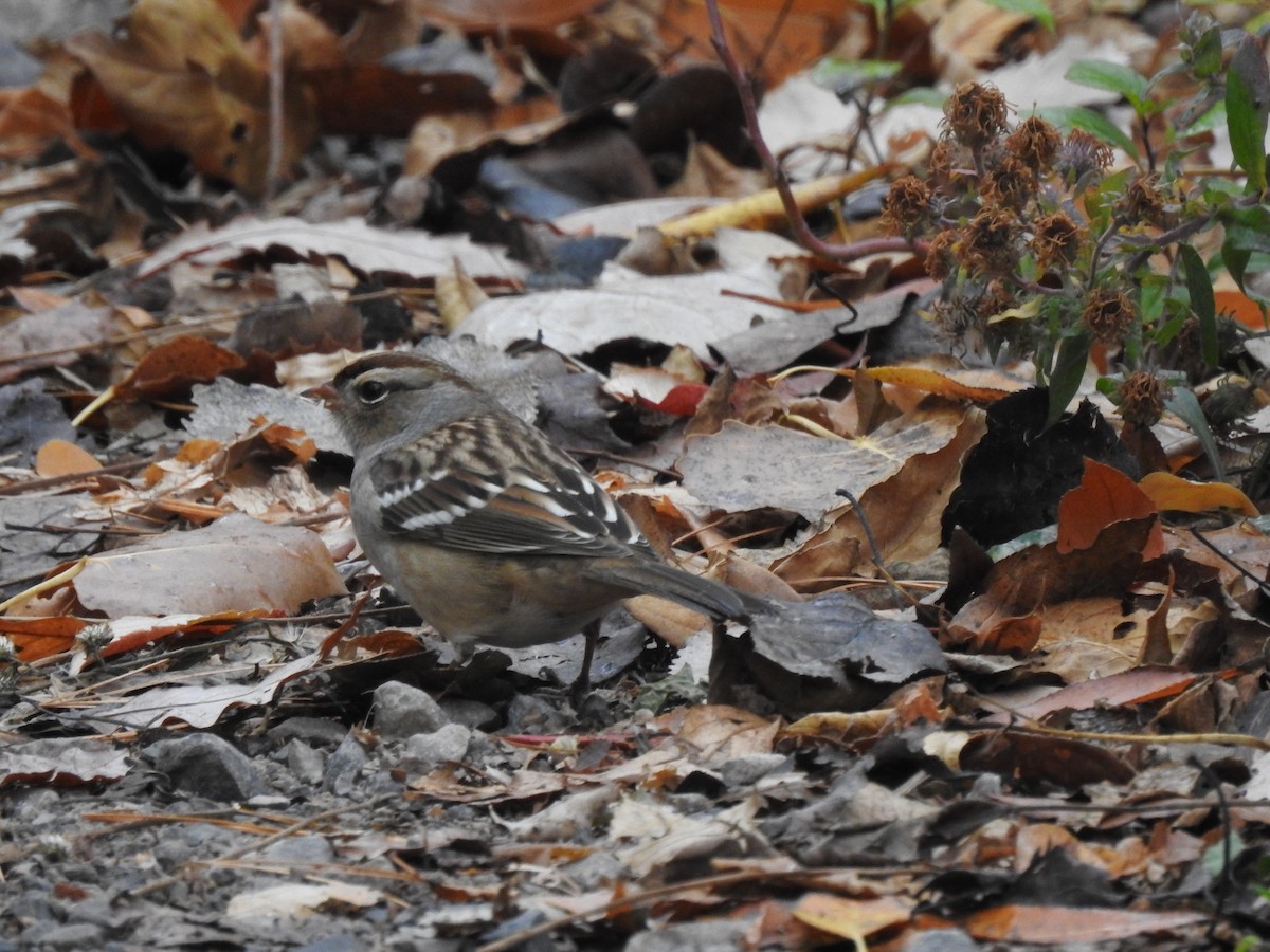 White-crowned Sparrow - ML499228561