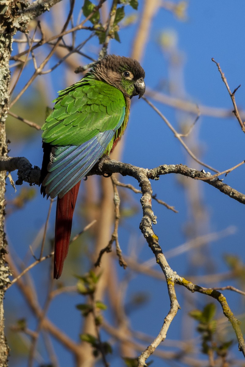 Green-cheeked Parakeet - ML499229681