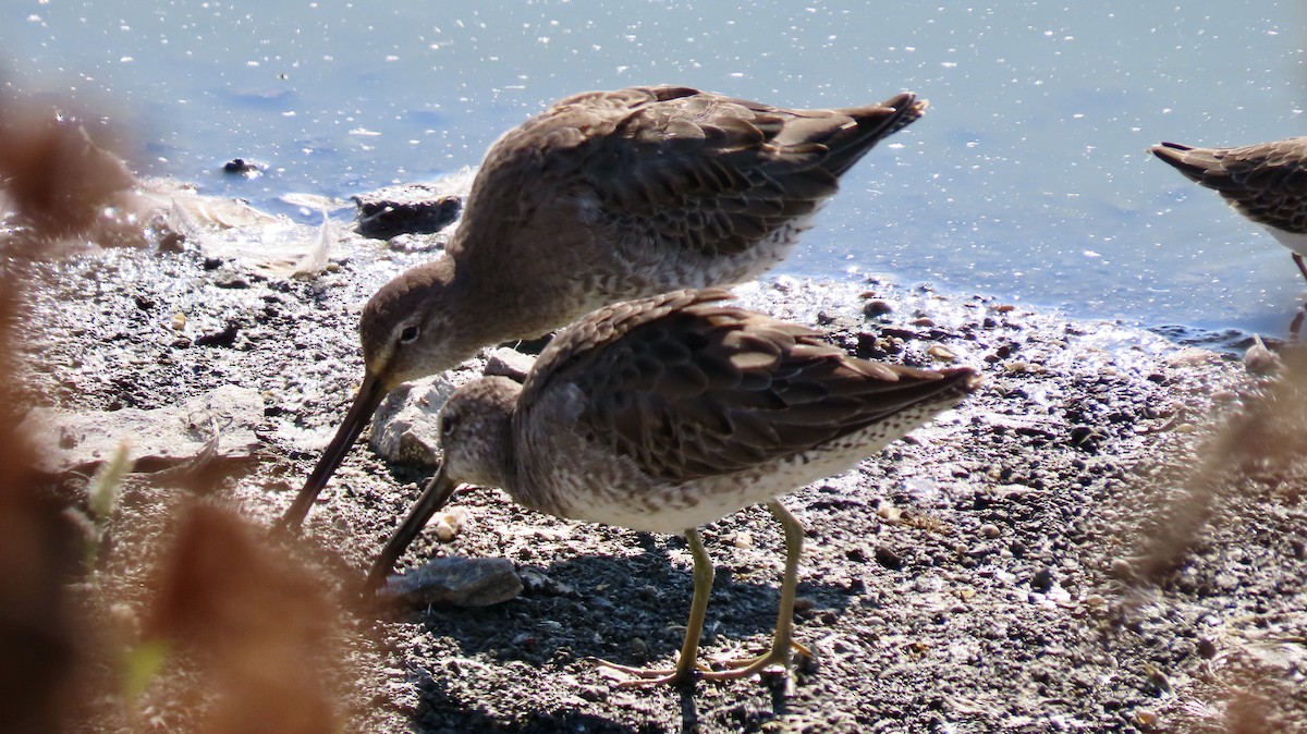 Long-billed Dowitcher - ML499231121