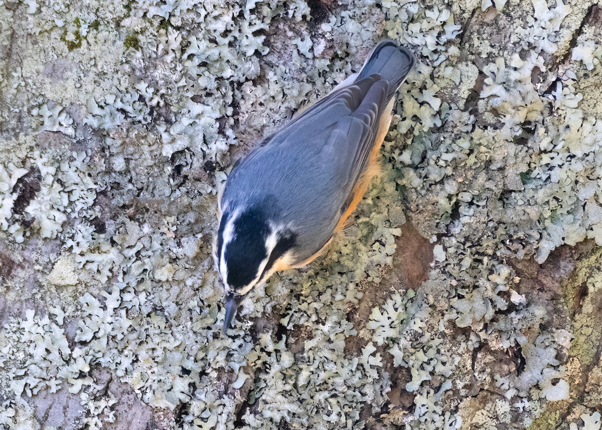 Red-breasted Nuthatch - ML499236111