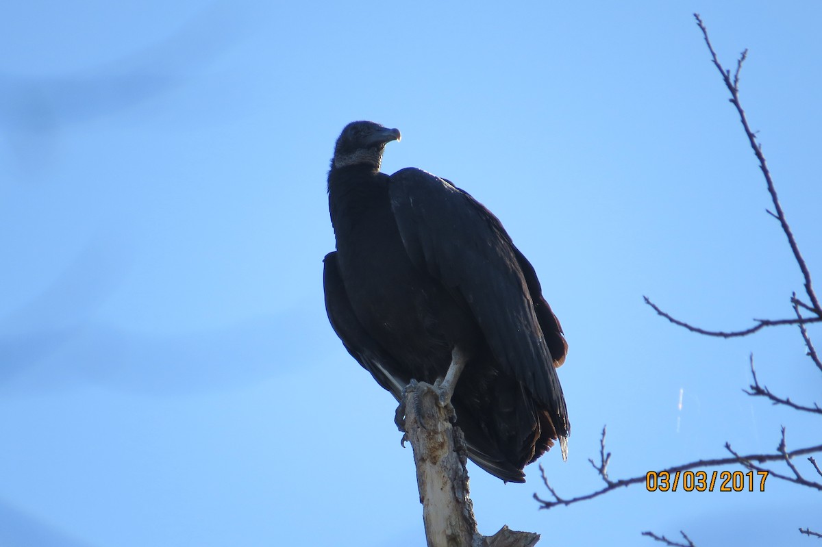 Black Vulture - JOHN KIRK