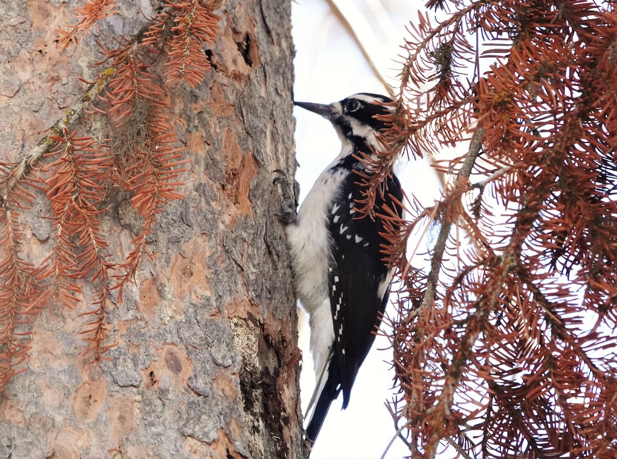 Hairy Woodpecker - ML499239441