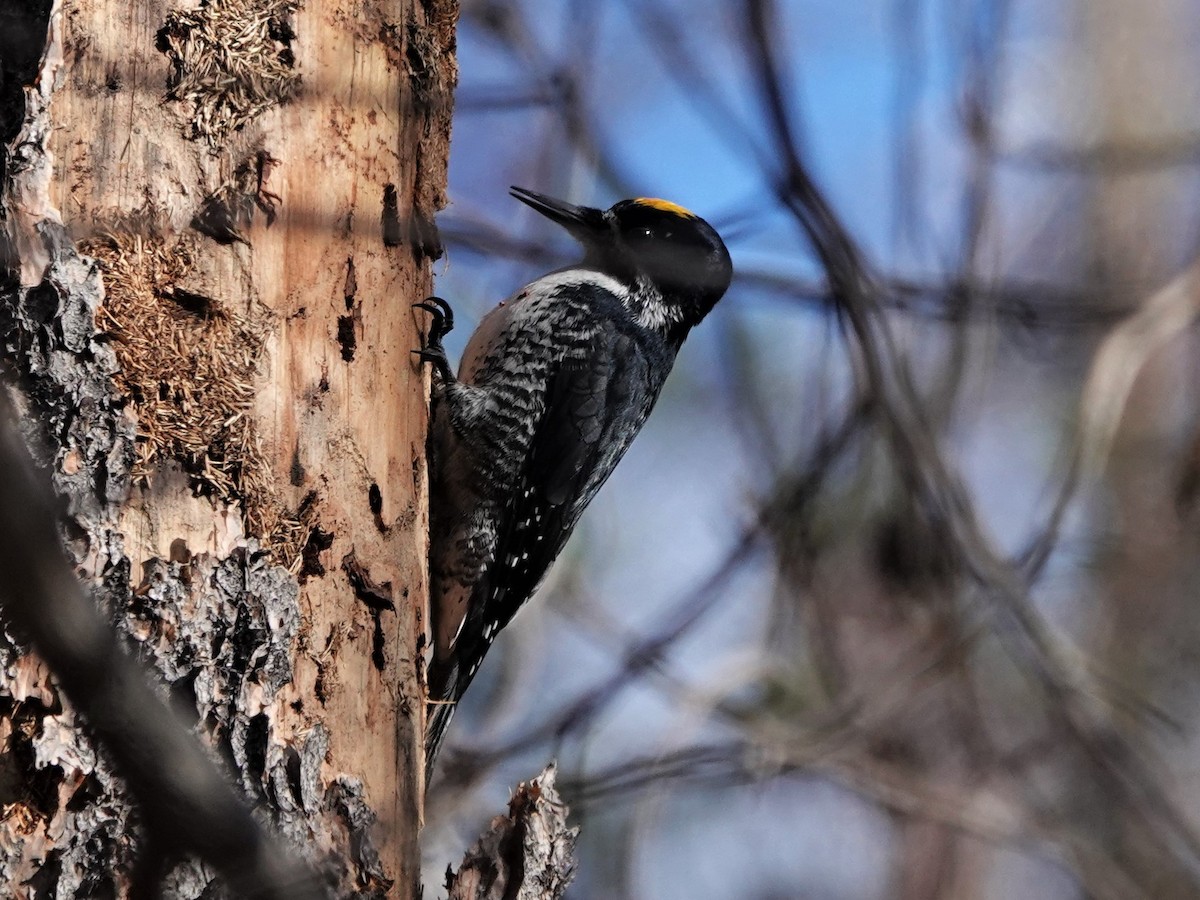 Black-backed Woodpecker - ML499239471