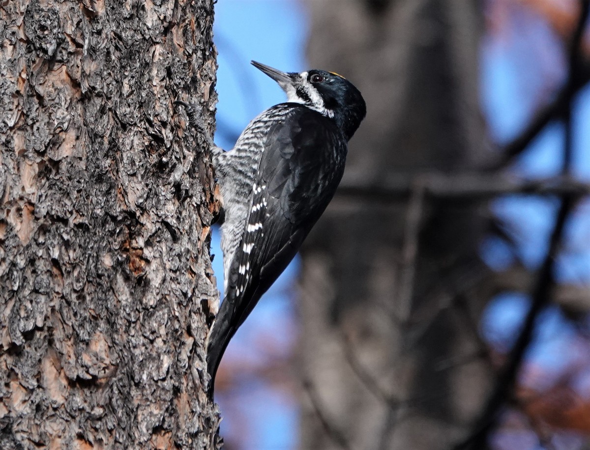 Black-backed Woodpecker - ML499239491