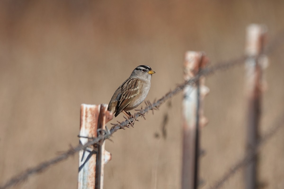 White-crowned Sparrow - ML499240971