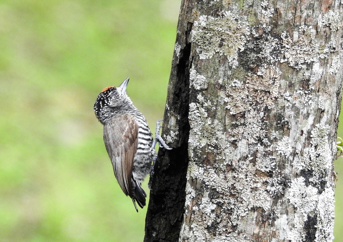White-barred Piculet - ML499242791