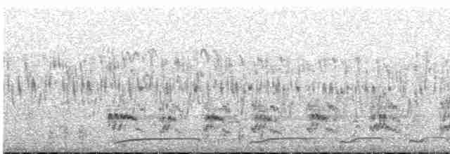 Spotted Nightjar - ML499249171