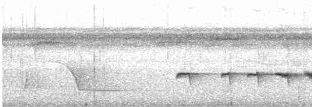 Strichelschulter-Ameisenschnäpper - ML499256861