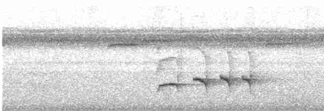 Strichelschulter-Ameisenschnäpper - ML499256871