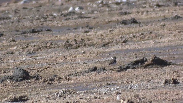 Semipalmated Plover - ML499261761