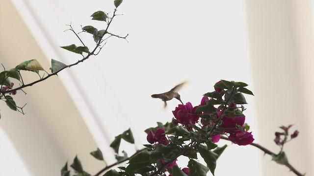 Amazilia Hummingbird (White-throated) - ML499265251
